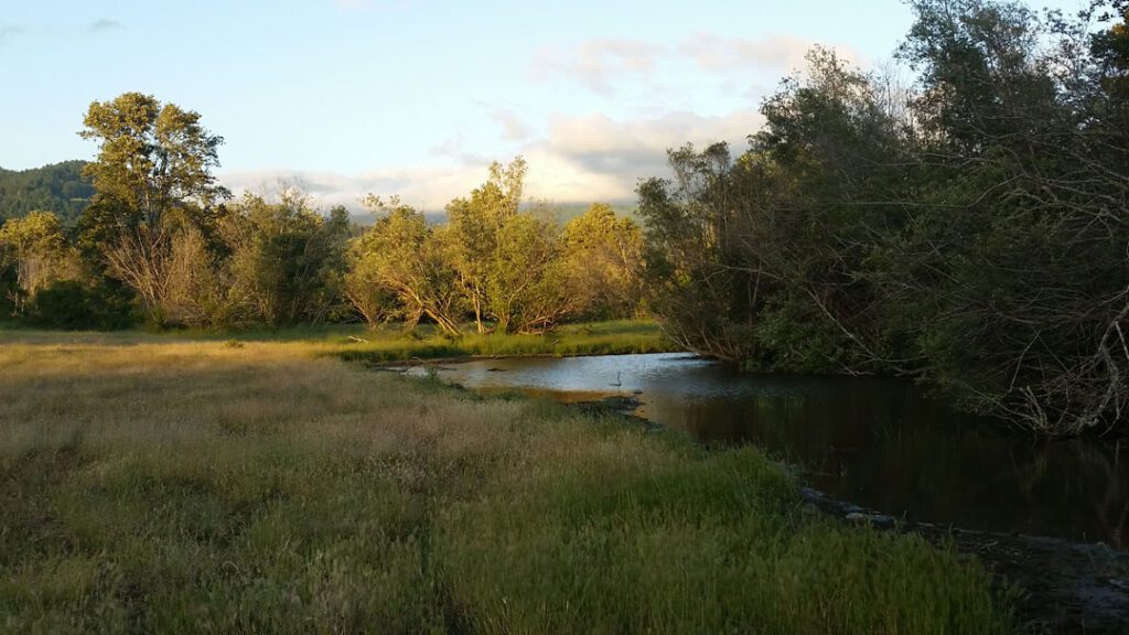 16_Leavey-1-web A landscape with brush and a stream.