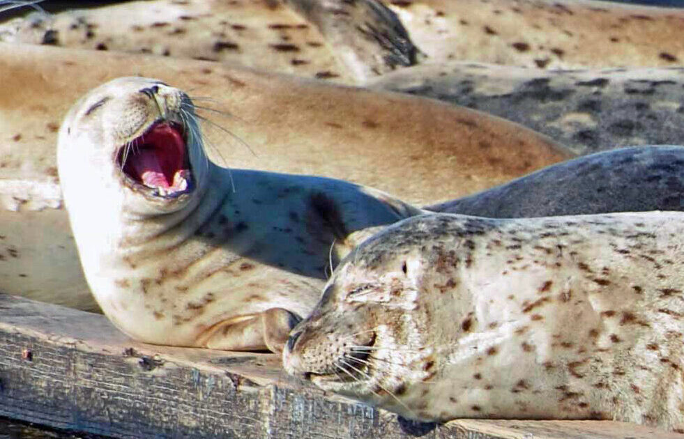 seals on a dock and one with their mouth open