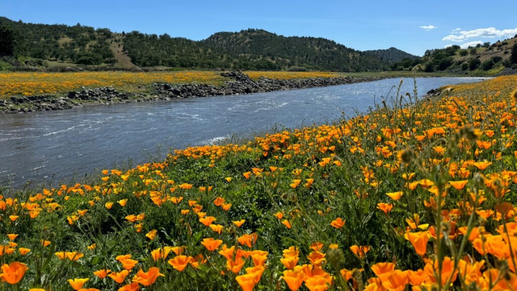 Close up of riverbank covered in poppies on a sunny day