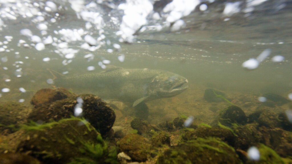 A salmon seen underwater in the Klamath River.