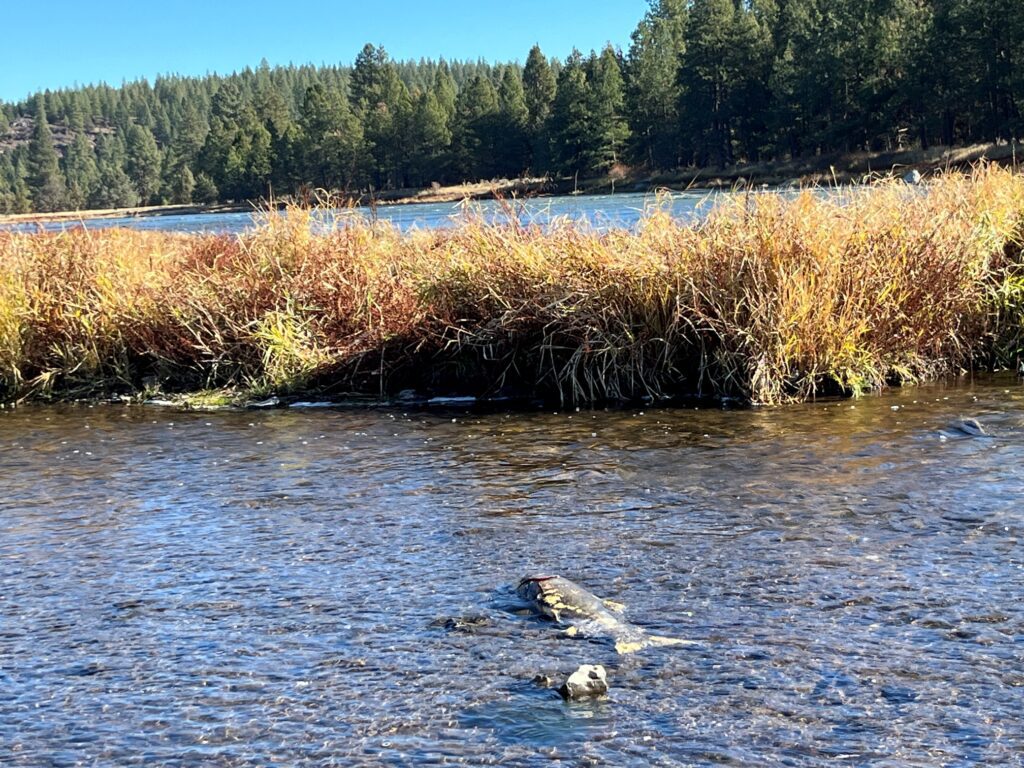 Salmon laying out in the basin